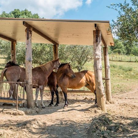 Agriturismo Goccia Di Luna Umbertide Bagian luar foto