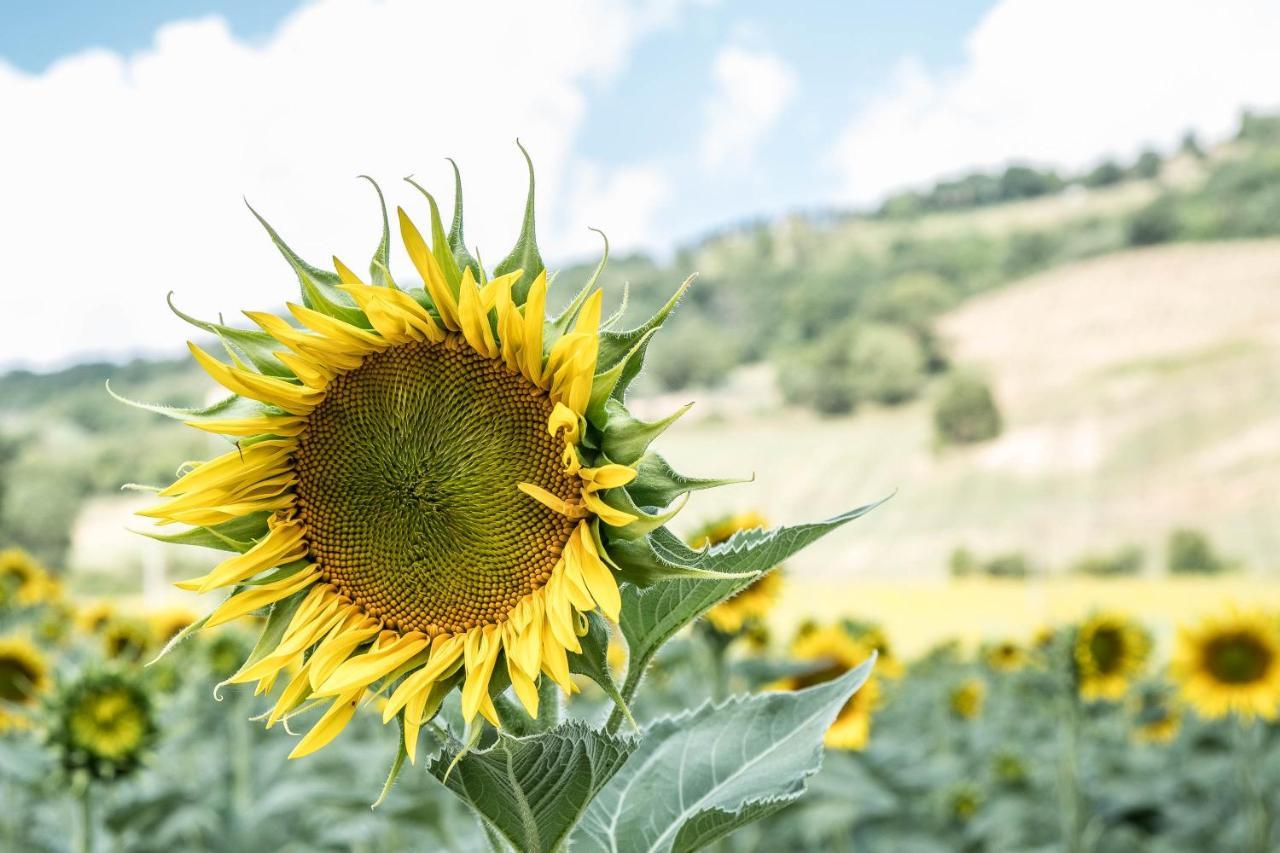 Agriturismo Goccia Di Luna Umbertide Bagian luar foto