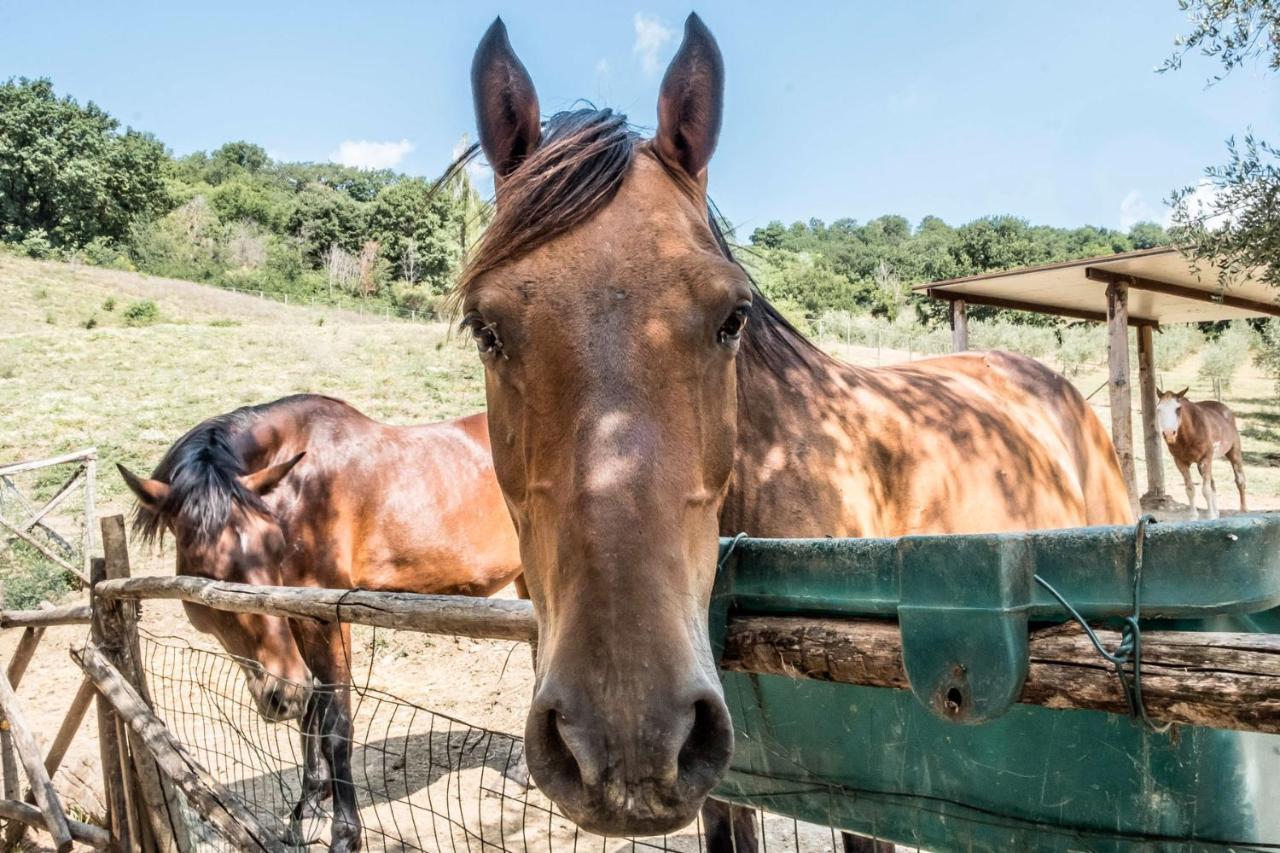 Agriturismo Goccia Di Luna Umbertide Bagian luar foto